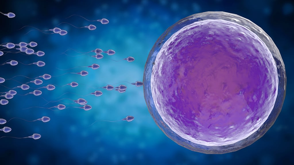 A 3D model of an embryo surrounded by sperm
