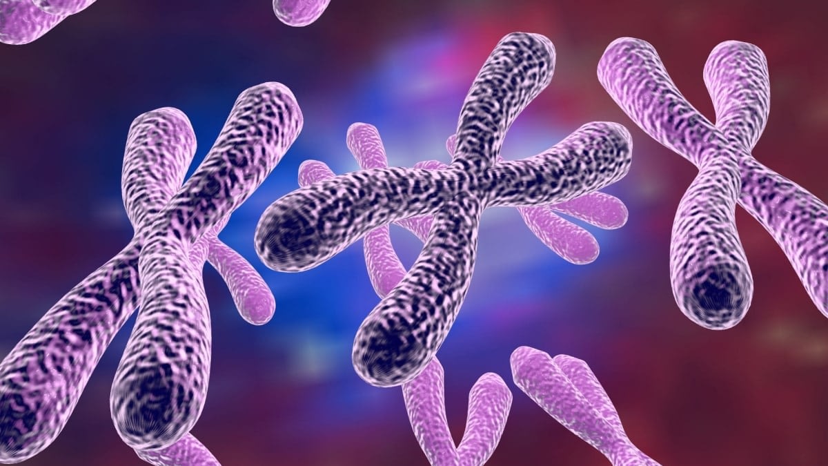 A 3 D model of chromosomes.