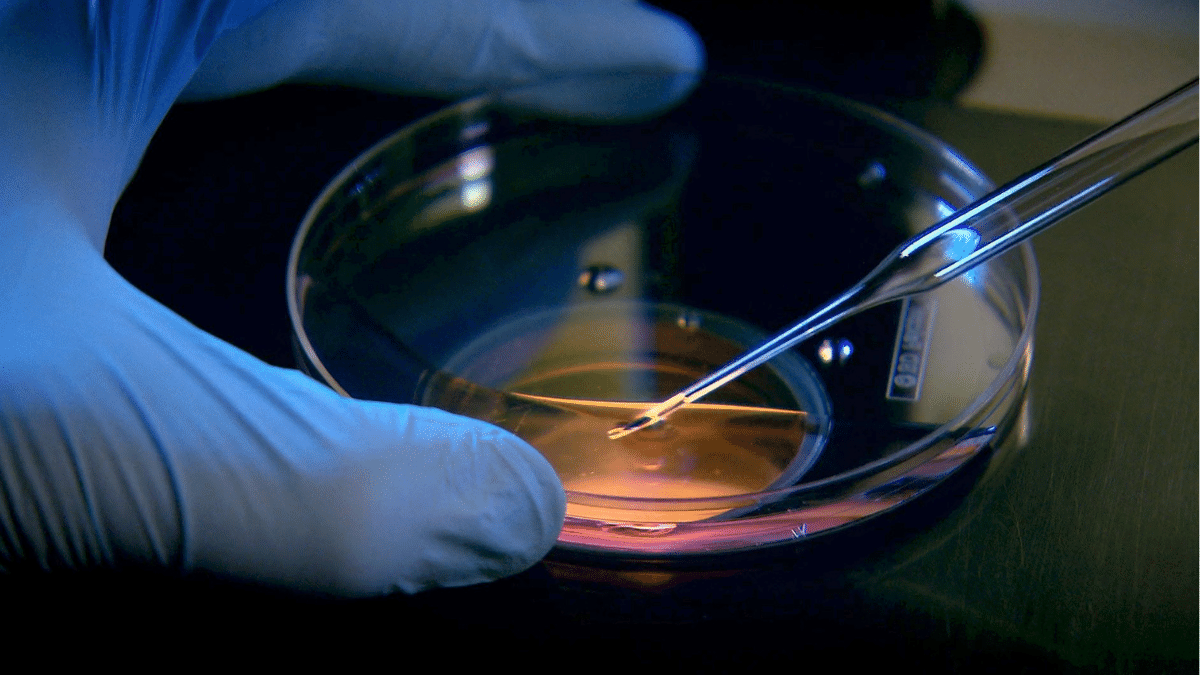Doctor or lab technician adjusting needle to fertilize a human egg in IVF petri dish