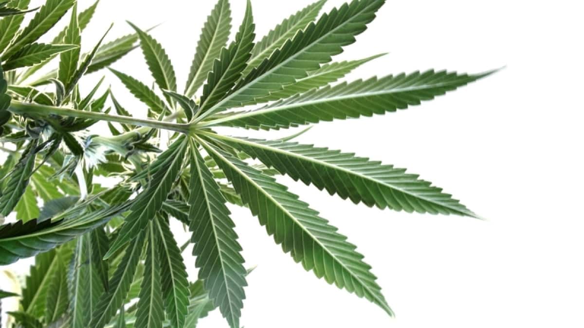 A photograph of a marijuana plant.