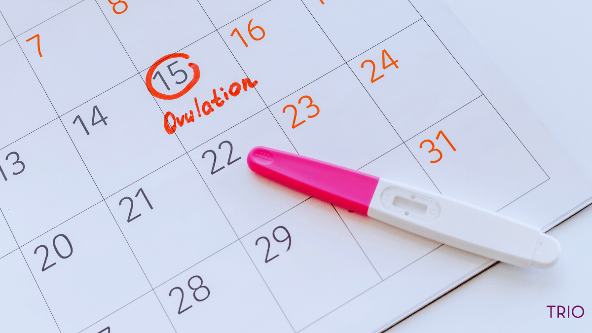 Monthly calendar with date circled and the word ovulation
