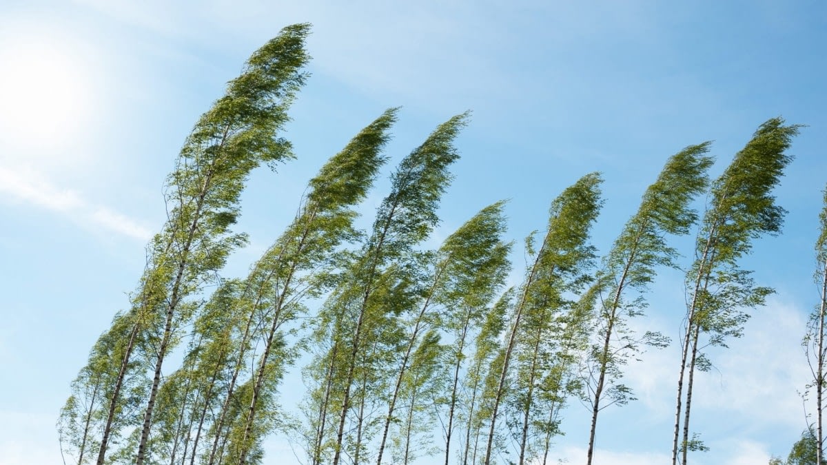 A photograph of the tops of trees being blown by wind.
