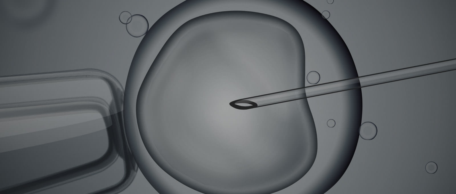 A micrograph of In Vitro Fertilization.