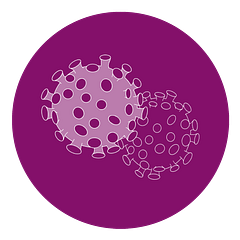 An illustration of two viruses.
